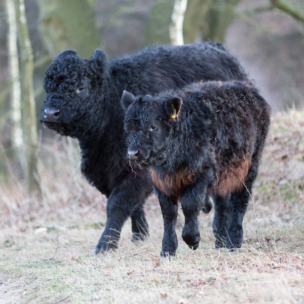 Ein jüngeres und ein älteres Galloway-Rind mit dunkler Fellfarbe kommen aus einem Waldgelände.