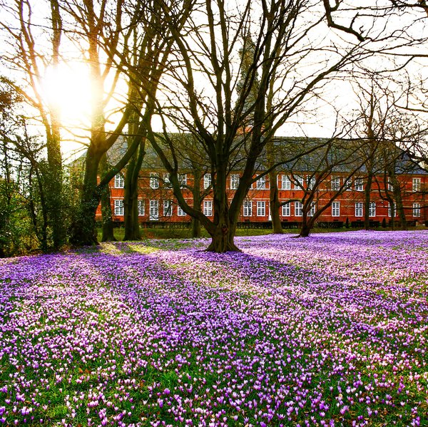 Eine violette Krokuswiese blüht im Sonnenschein vor dem Husumer Schloss.